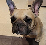 ӂƂtop_202503_04